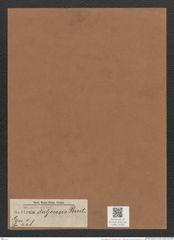 Navicula doljensis Pant. (de-Toni-Nr.: Genus 1, Species 448) Zeichnungen Sammlung Grunow Mappe 00397 (Herbarium_W_Grunow_drawings_Folder_00397)